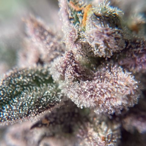 Nuken growlog photo: Trimming from the dried broken stems, and macro shot of the single topped.  Next week and this will be good to harvest. Flushing already started. 
