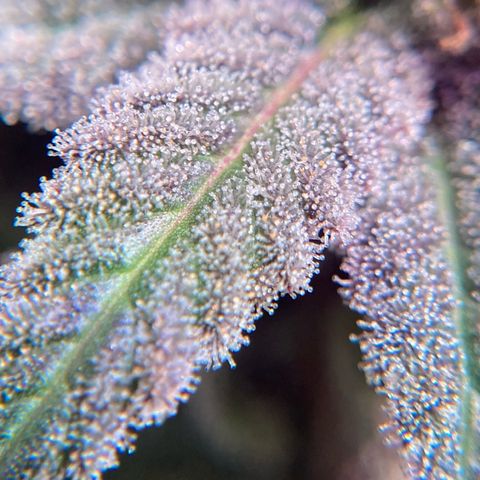 Nuken growlog photo: Trimming from the dried broken stems, and macro shot of the single topped.  Next week and this will be good to harvest. Flushing already started. 