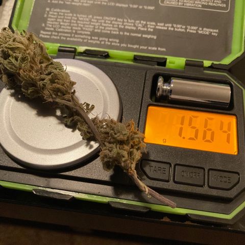 Nuken growlog photo: Trimming from the dried broken stems, and macro shot of the single topped.  Next week and this will be good to harvest. Flushing already started. 