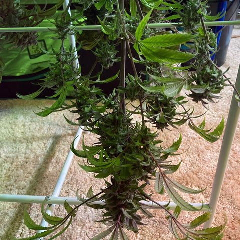 Nuken growlog photo: Harvested 2 plants today.  Trichomes 30-50% amber.  Will take the other 2 down in the next day or two.  These were only about 10-20% amber.  Have hung these to dry and placed a fan at the bottom of the tent.
