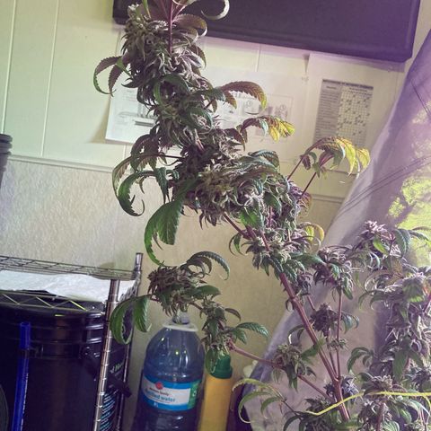 Nuken growlog photo: Harvested 2 plants today.  Trichomes 30-50% amber.  Will take the other 2 down in the next day or two.  These were only about 10-20% amber.  Have hung these to dry and placed a fan at the bottom of the tent.