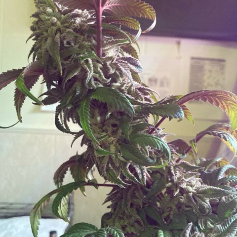 Nuken growlog photo: Harvest day complete.  Good looking yields.  Have the Christmas tree and single topped noted so I can compare weights from each.  Expecting a lager drying time due to the dense buds.  May add an extra fan at the bottom of the tent to support good air flow.