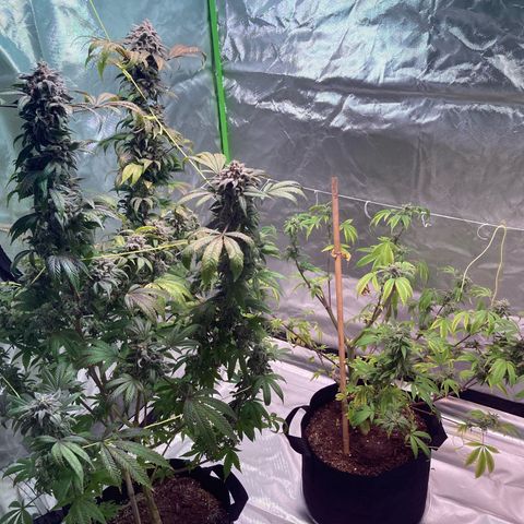 Nuken growlog photo: Harvest day complete.  Good looking yields.  Have the Christmas tree and single topped noted so I can compare weights from each.  Expecting a lager drying time due to the dense buds.  May add an extra fan at the bottom of the tent to support good air flow.