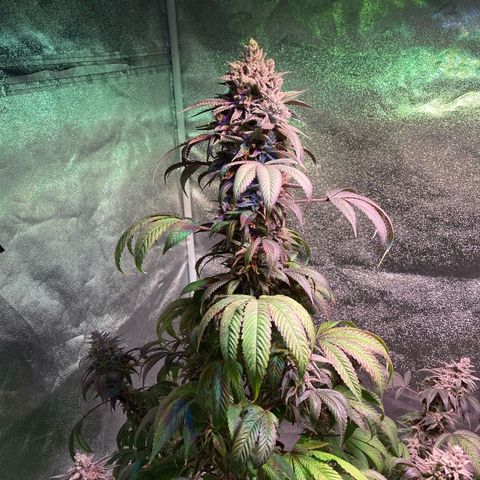 Nuken growlog photo: Harvest day complete.  Good looking yields.  Have the Christmas tree and single topped noted so I can compare weights from each.  Expecting a lager drying time due to the dense buds.  May add an extra fan at the bottom of the tent to support good air flow.