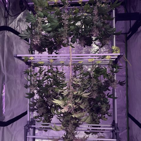 Nuken growlog photo: Harvest day complete.  Good looking yields.  Have the Christmas tree and single topped noted so I can compare weights from each.  Expecting a lager drying time due to the dense buds.  May add an extra fan at the bottom of the tent to support good air flow.