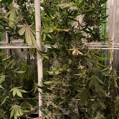 Nuken growlog photo: Harvest day complete.  Good looking yields.  Have the Christmas tree and single topped noted so I can compare weights from each.  Expecting a lager drying time due to the dense buds.  May add an extra fan at the bottom of the tent to support good air flow.