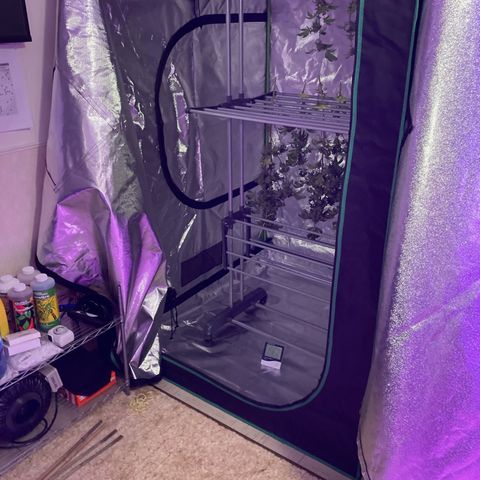 Nuken growlog photo: Harvest day complete.  Good looking yields.  Have the Christmas tree and single topped noted so I can compare weights from each.  Expecting a lager drying time due to the dense buds.  May add an extra fan at the bottom of the tent to support good air flow.