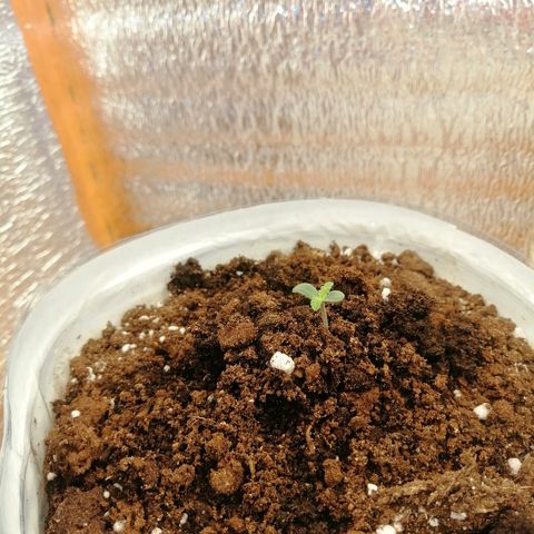 Caramel Kush growlog photo: Полным ходом) 