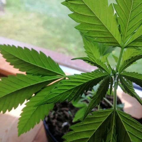 Caramel Kush growlog timeline photo