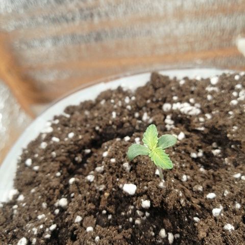 Caramel Kush growlog timeline photo
