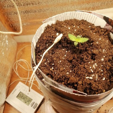 Caramel Kush growlog photo: В сомнения все ли правильно я делаю 