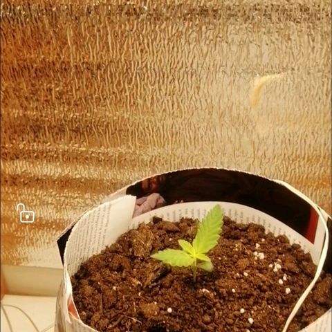 Caramel Kush growlog photo:  Нижние листики на глазах становятся больше) 