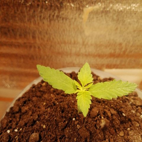 Caramel Kush growlog photo: 🤤🤤🤤
