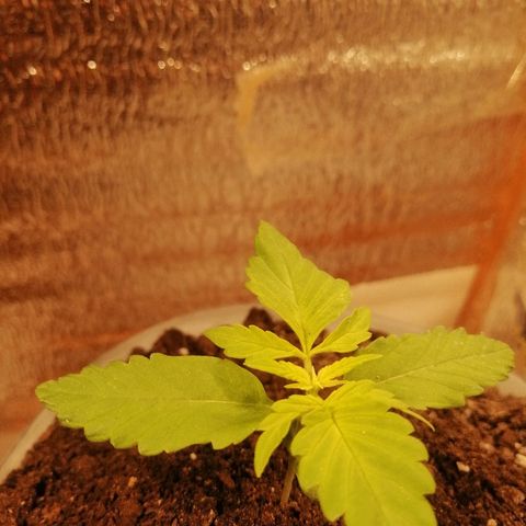 Caramel Kush growlog photo: Строится третий, и появился 4-ый этаж) 