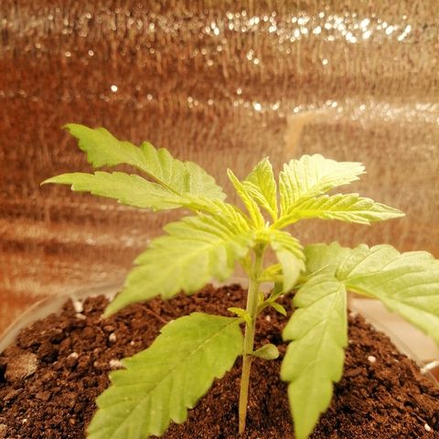 Caramel Kush growlog photo: Ждём одобрения на удобрения) 