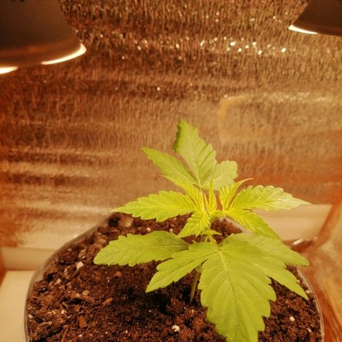 Caramel Kush growlog photo: Ждём одобрения на удобрения) 