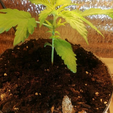 Caramel Kush growlog timeline photo