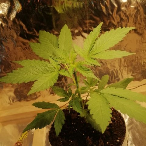 Caramel Kush growlog timeline photo