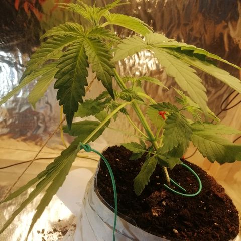Caramel Kush growlog photo: Замутил повязку
Техника LST