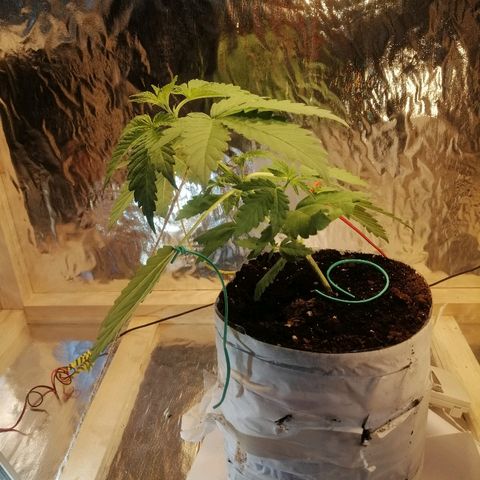 Caramel Kush growlog photo: Замутил повязку
Техника LST