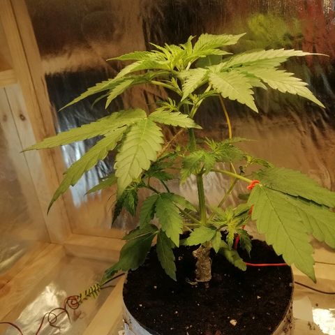 Caramel Kush growlog photo: Ростём
