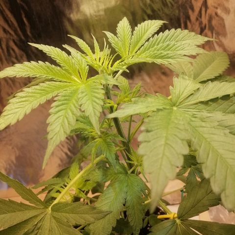Caramel Kush growlog timeline photo
