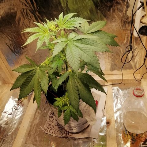 Caramel Kush growlog timeline photo