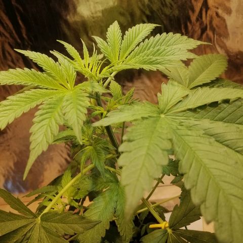 Caramel Kush growlog timeline photo