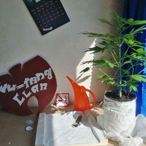 Caramel Kush growlog timeline photo
