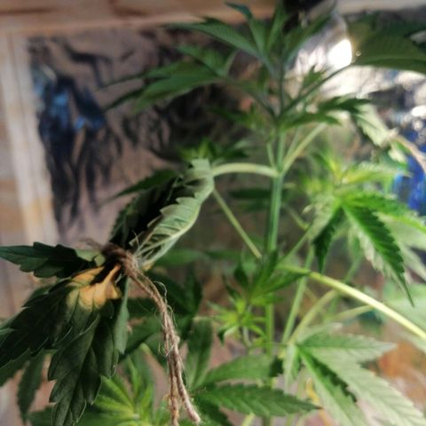 Caramel Kush growlog timeline photo