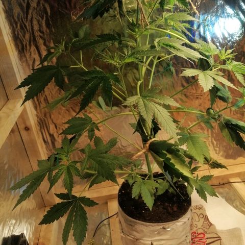 Caramel Kush growlog timeline photo