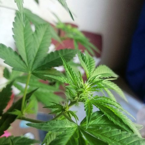 Caramel Kush growlog photo:  соцветия начинают активно рости