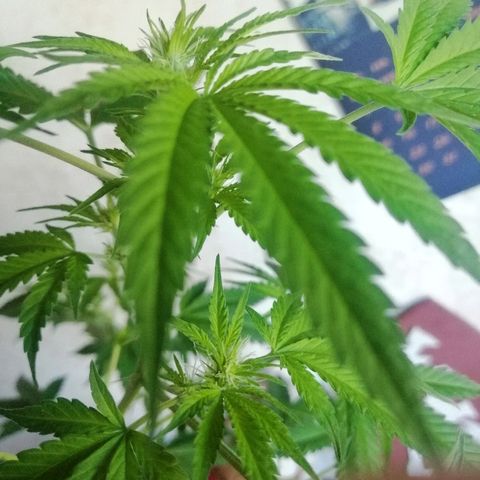 Caramel Kush growlog photo:  соцветия начинают активно рости