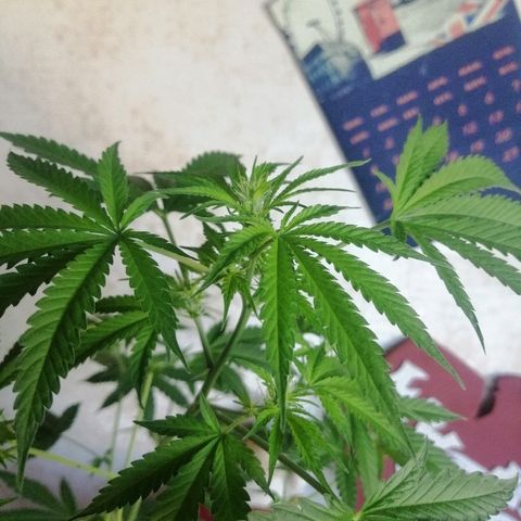 Caramel Kush growlog photo:  соцветия начинают активно рости