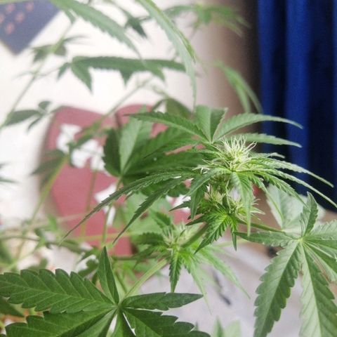 Caramel Kush growlog timeline photo