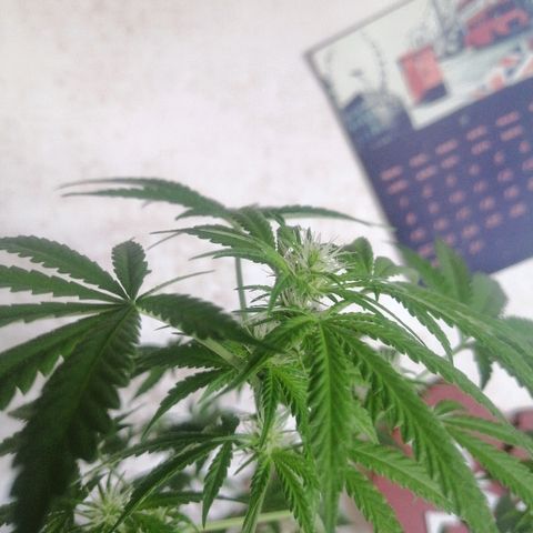 Caramel Kush growlog timeline photo
