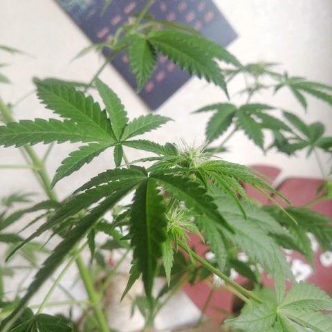 Caramel Kush growlog timeline photo