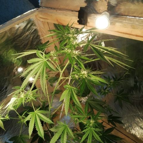 Caramel Kush growlog photo: Сново поместил в бокс) 