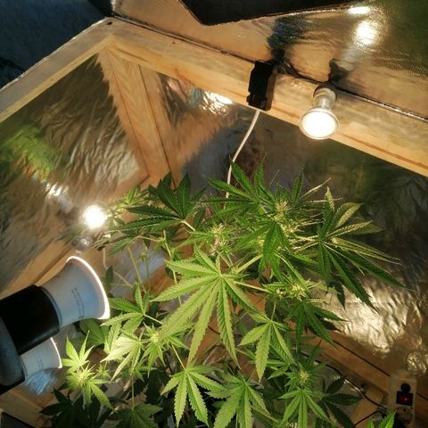 Caramel Kush growlog photo: Сново поместил в бокс) 