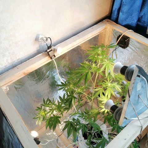 Caramel Kush growlog photo: Сново поместил в бокс) 
