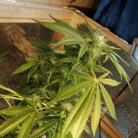 Caramel Kush growlog photo: Подрезал много лапухов☝️