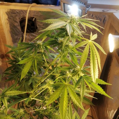 Caramel Kush growlog photo: Подрезал много лапухов☝️