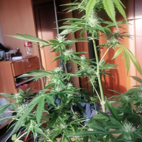 Caramel Kush growlog photo: Оставил подругу на 3 дня(