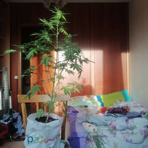 Caramel Kush growlog photo: Оставил подругу на 3 дня(