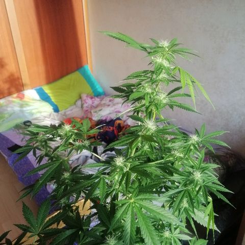 Caramel Kush growlog photo: Оставил подругу на 3 дня(
