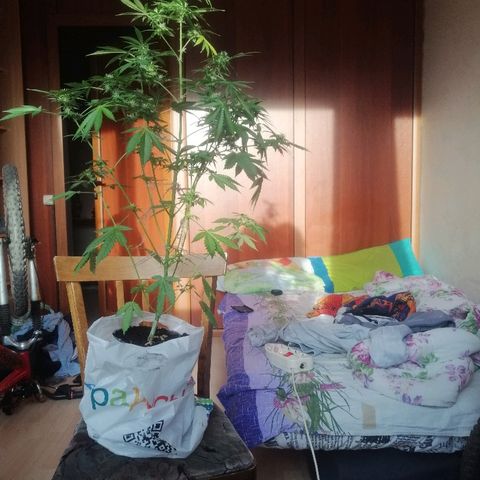 Caramel Kush growlog photo: Оставил подругу на 3 дня(