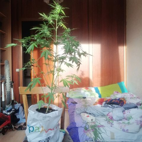Caramel Kush growlog photo: Оставил подругу на 3 дня(