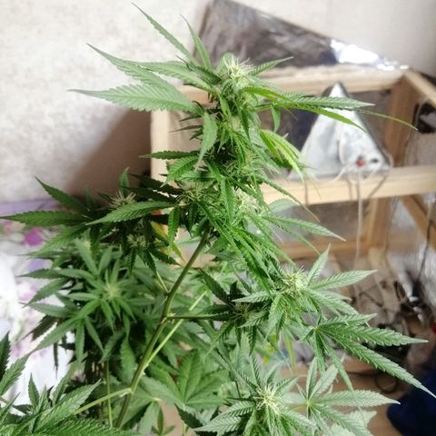 Caramel Kush growlog photo: Путём 