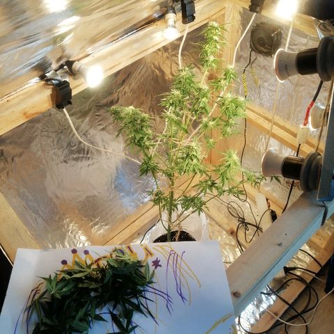 Caramel Kush growlog photo: Вторая обрезка лапухов) 