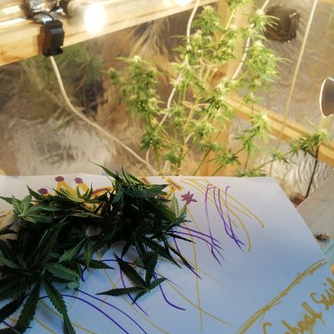 Caramel Kush growlog photo: Вторая обрезка лапухов) 